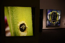 Wasp_exhibition__DSC3481